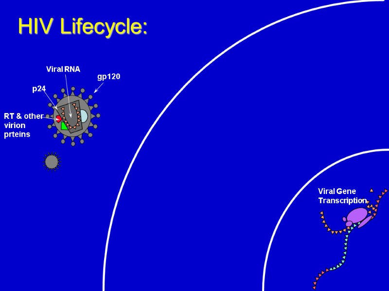 HIV Lifecycle: